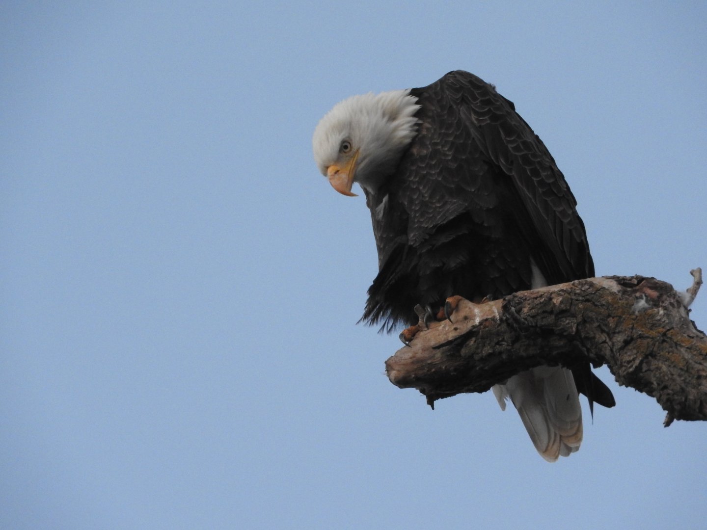 Bald Eagle