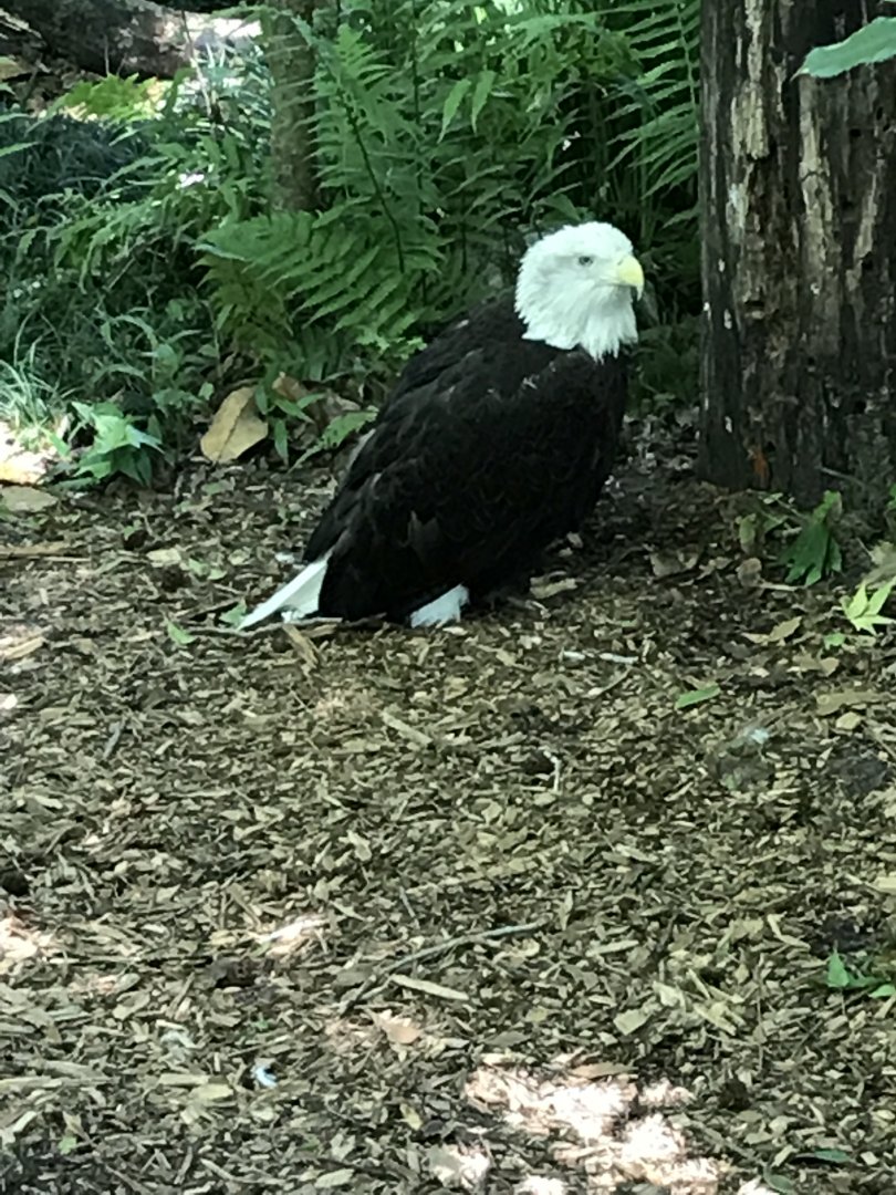 Bald eagle