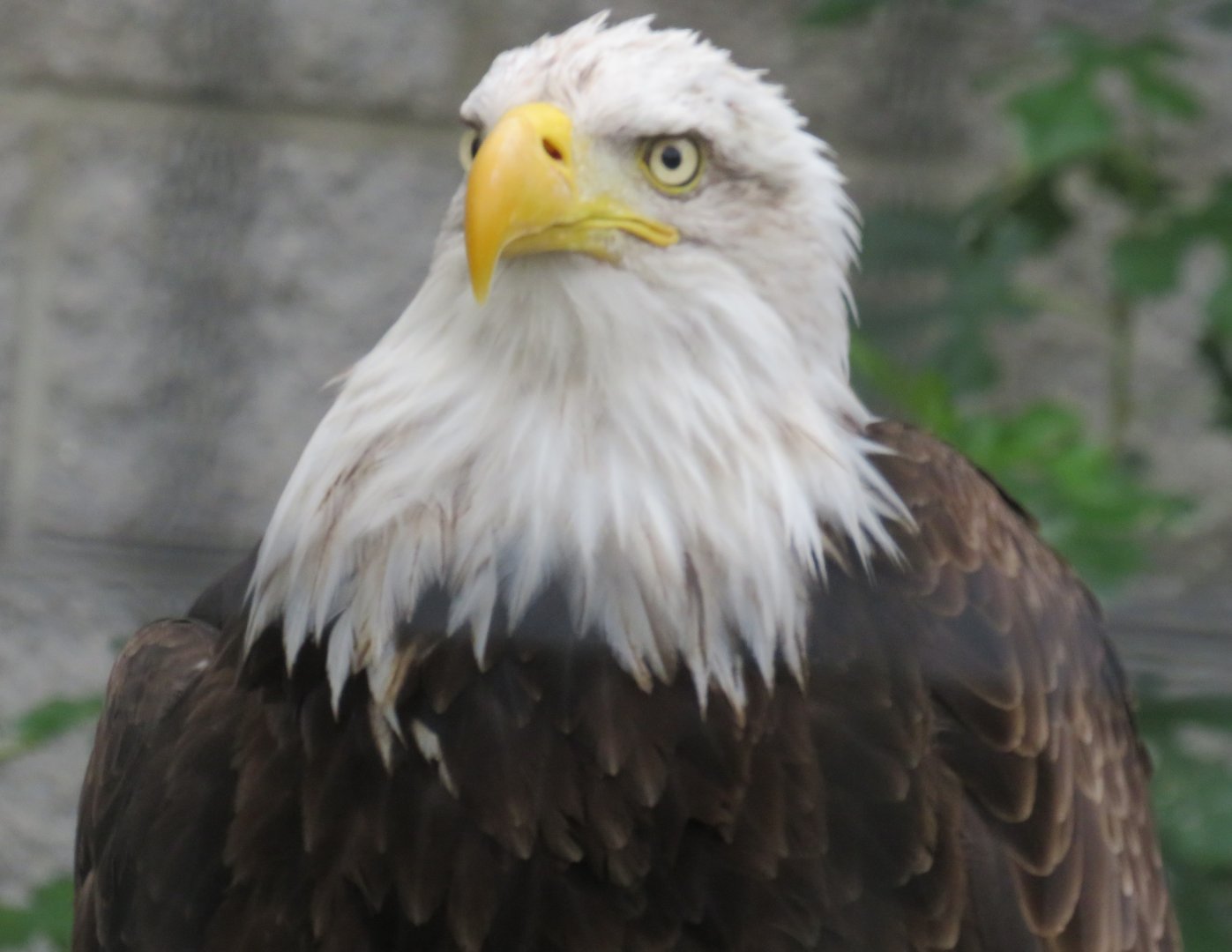 Bald eagle