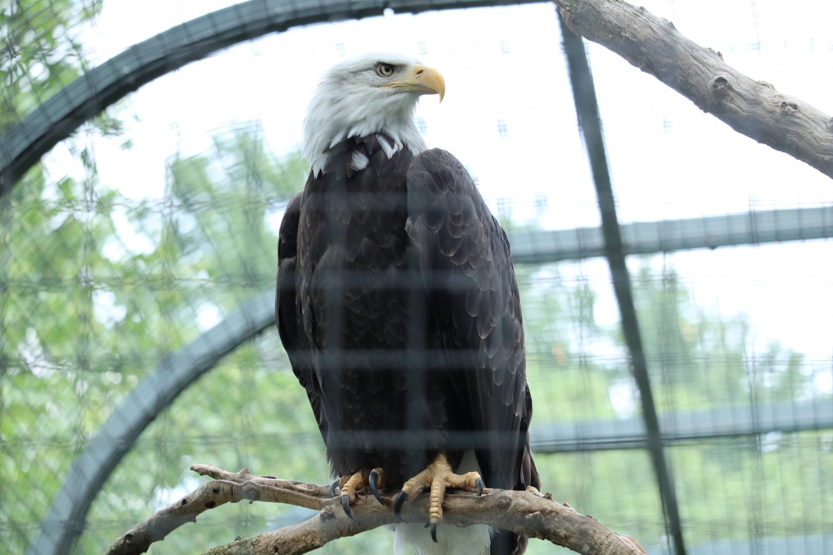 Bald Eagle