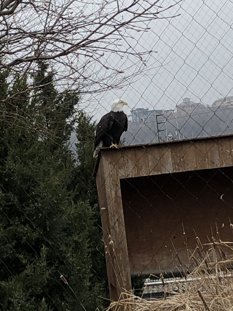 Bald Eagle