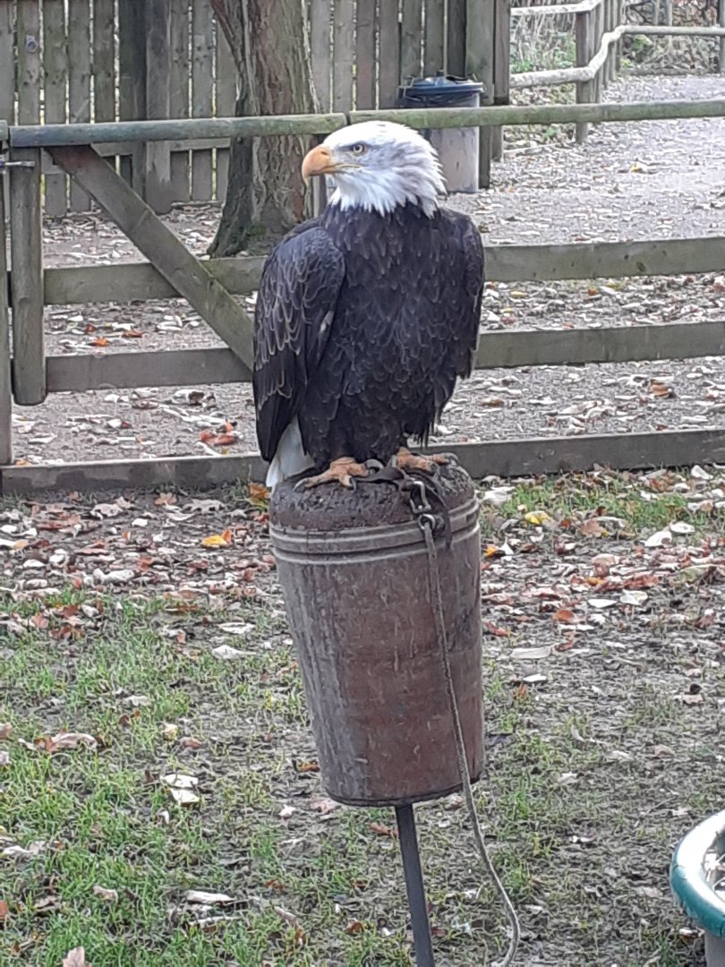 Bald eagle