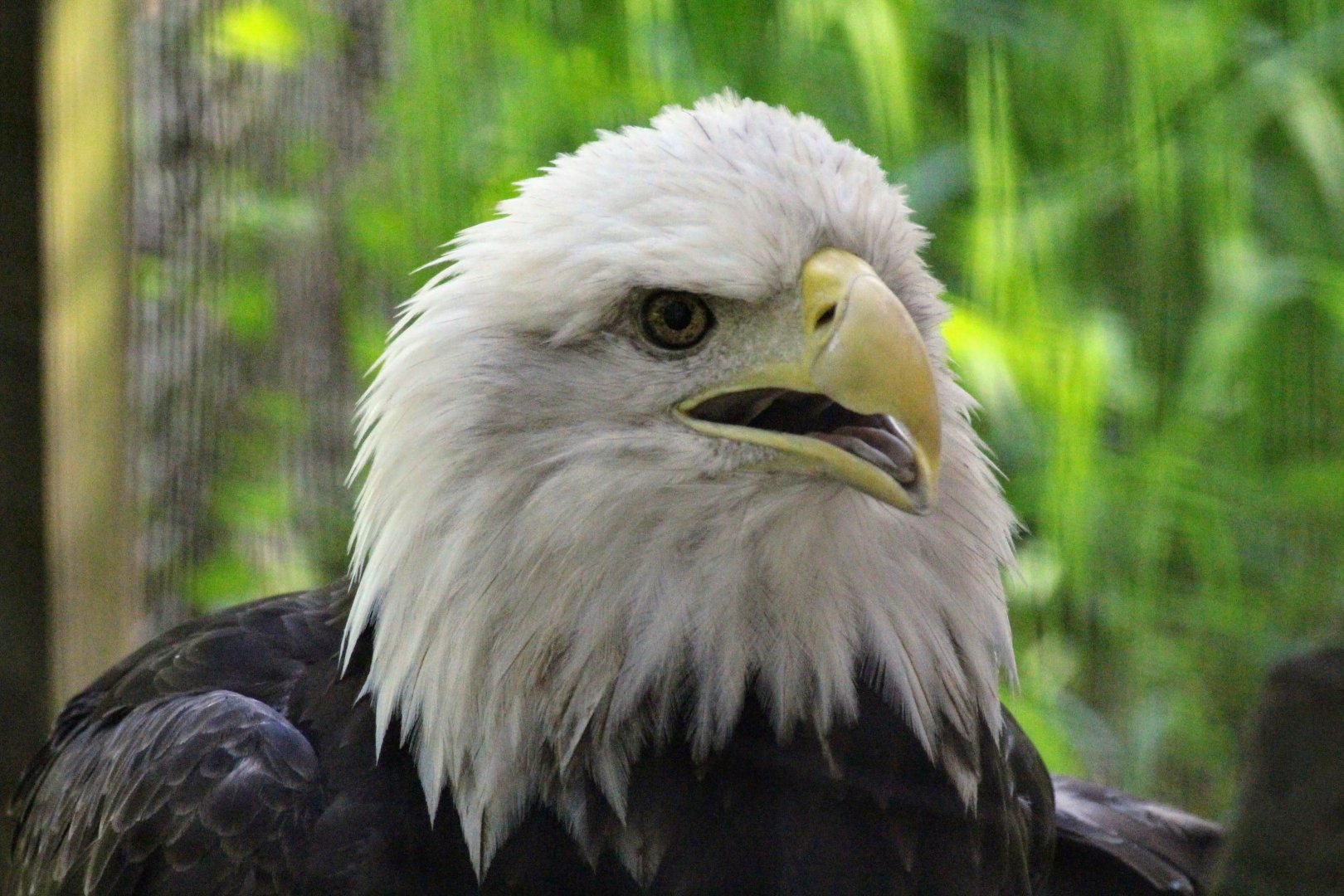 Bald Eagle