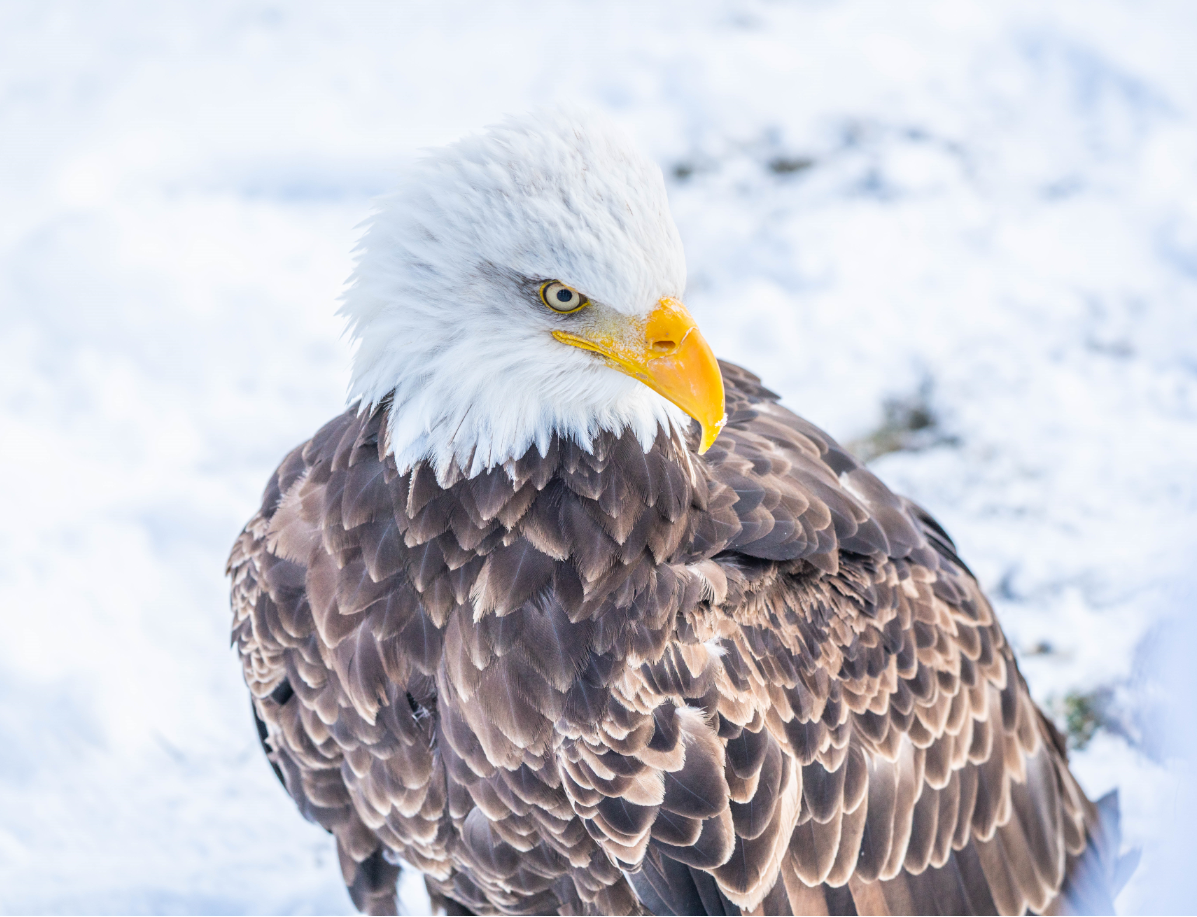 Bald Eagle