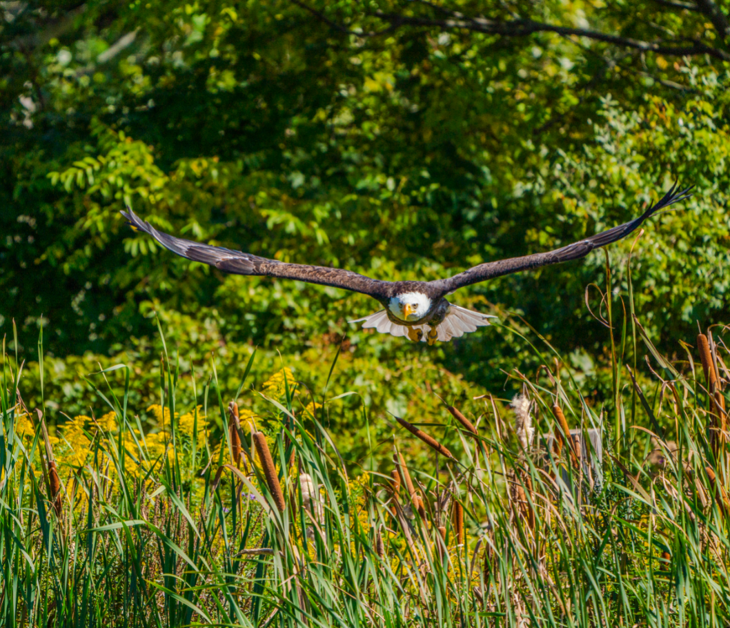 Bald Eagle