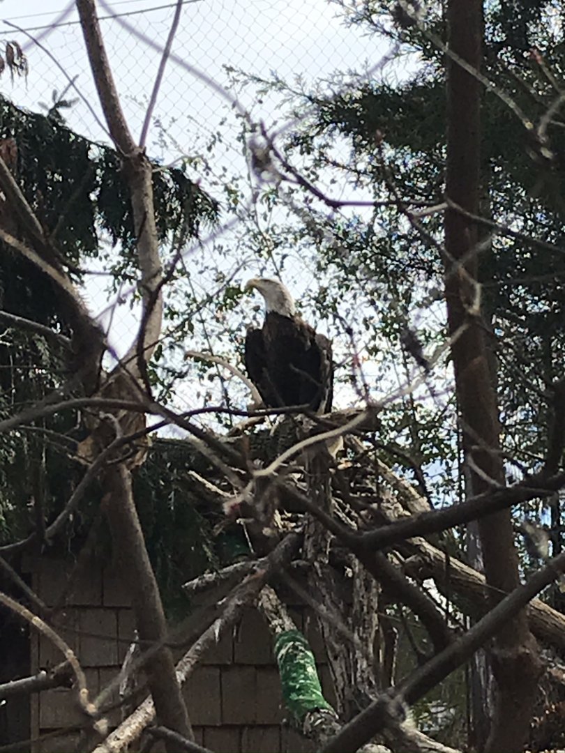 Bald Eagle