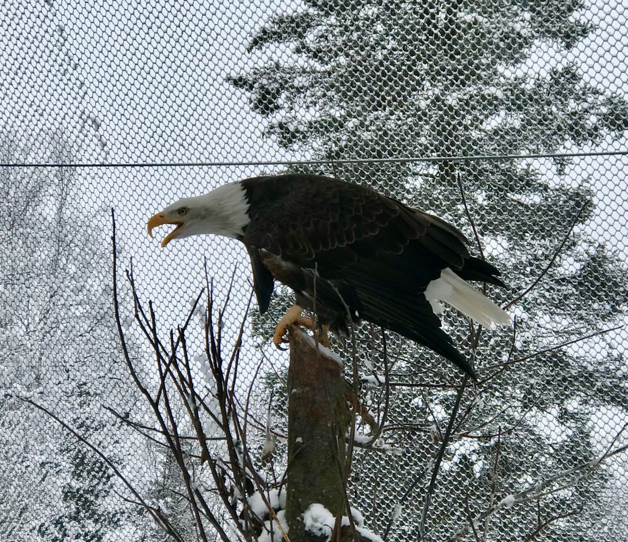 Bald Eagle
