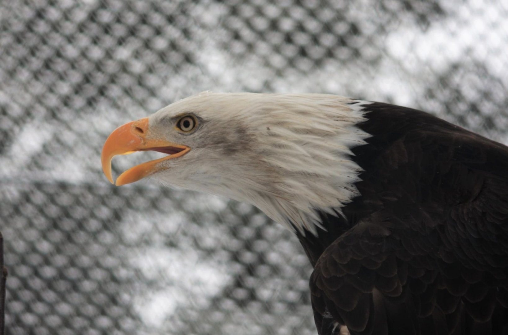 Bald Eagle