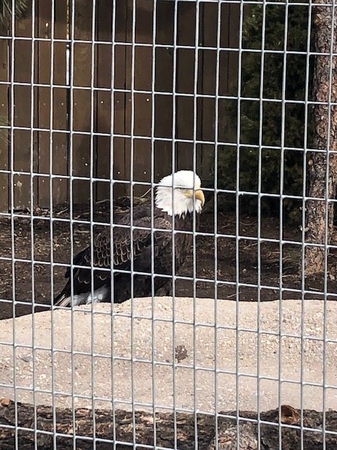 Bald Eagle