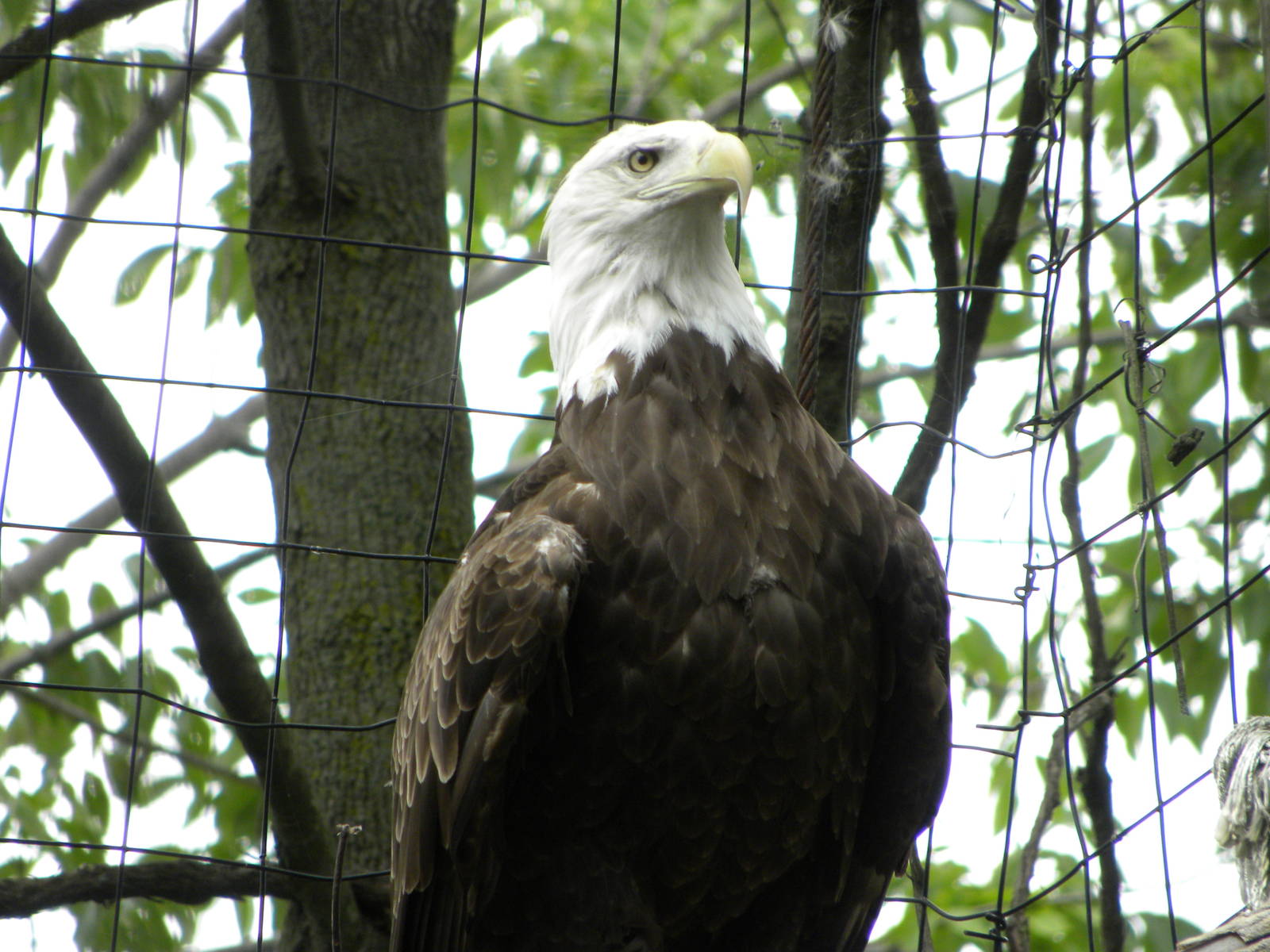 bald eagle