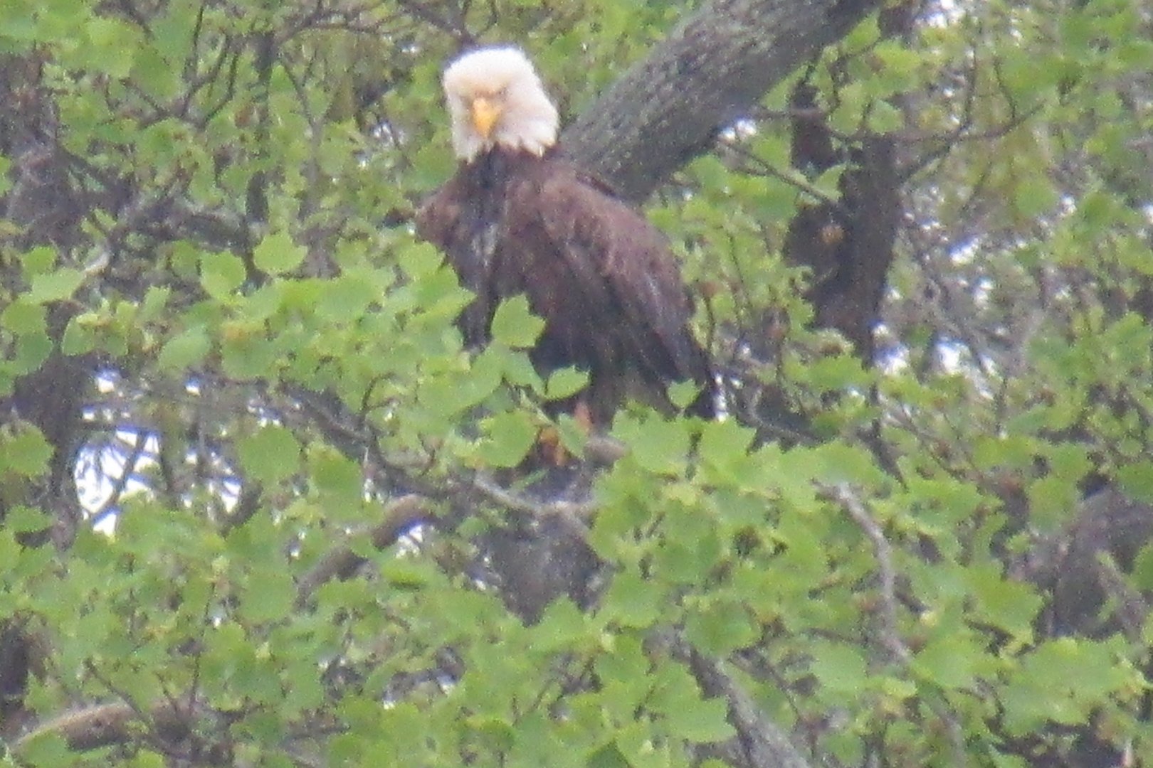 Bald eagle
