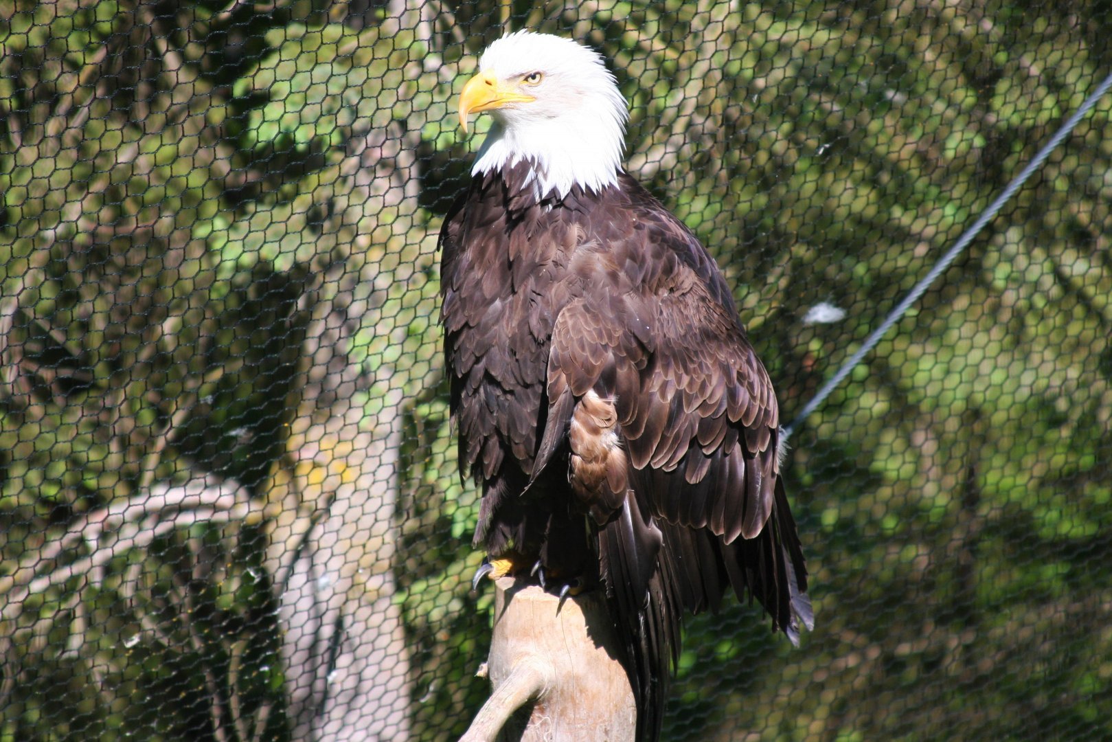 Bald Eagle