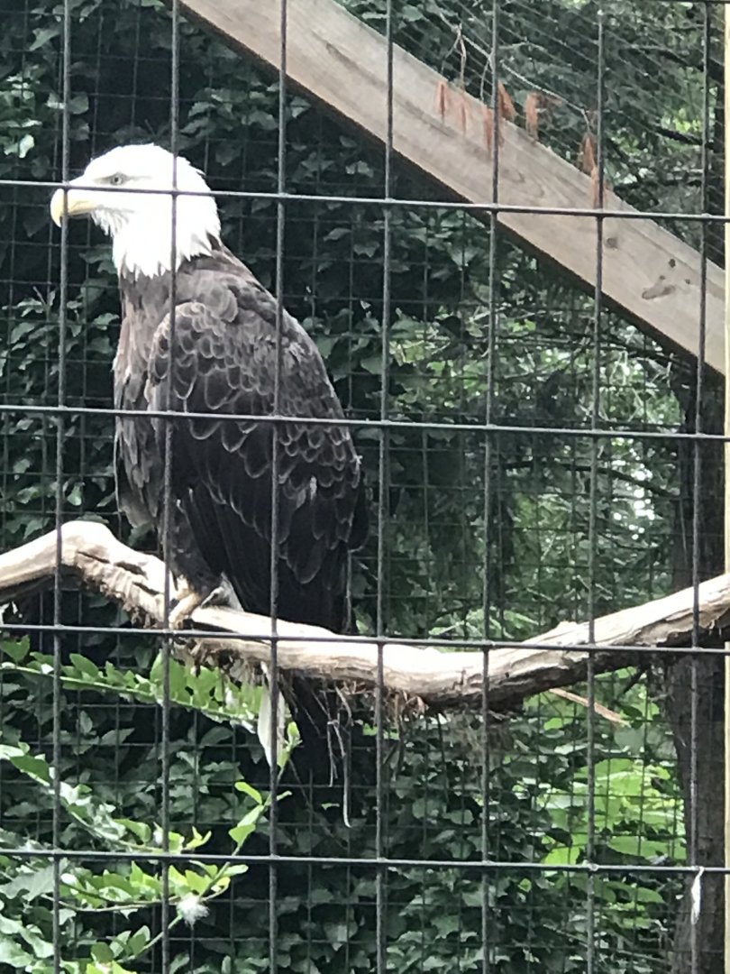 Bald eagle