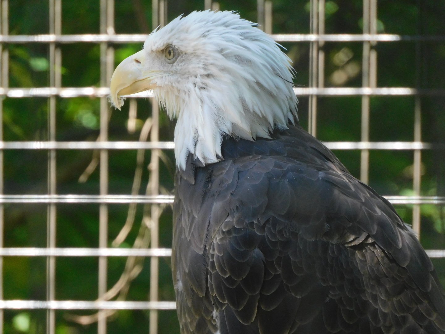 Bald eagle