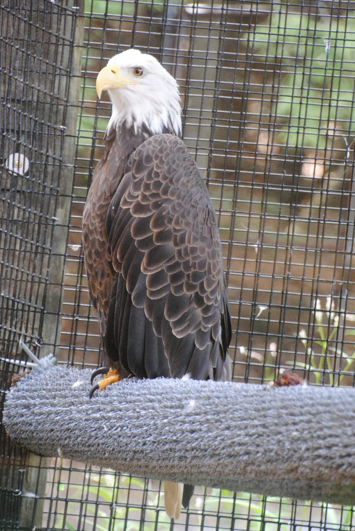 Bald Eagle