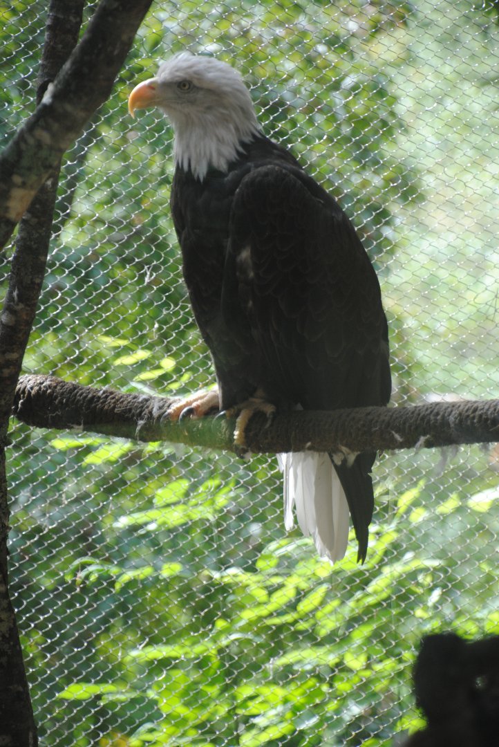 Bald Eagle