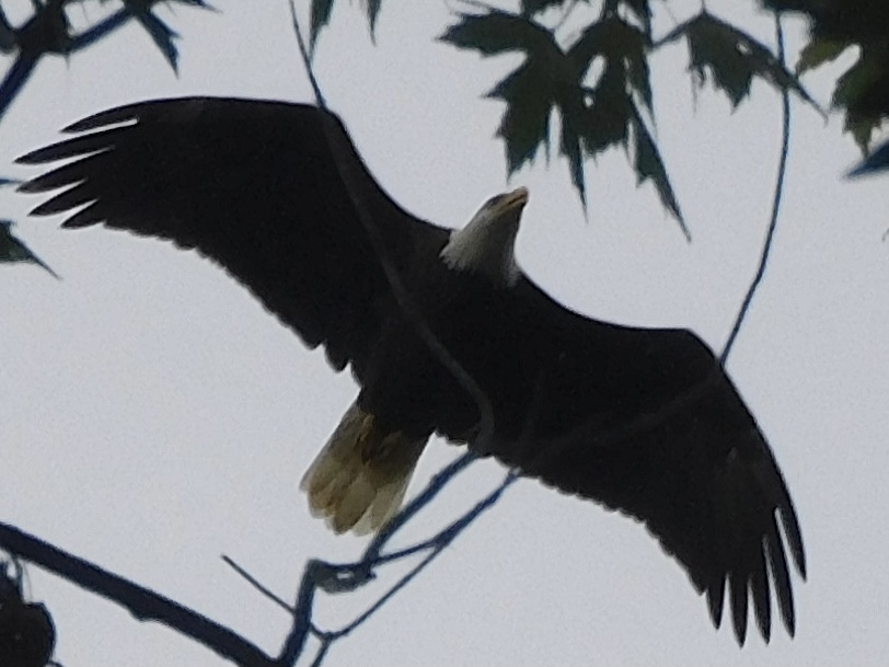 Bald eagle