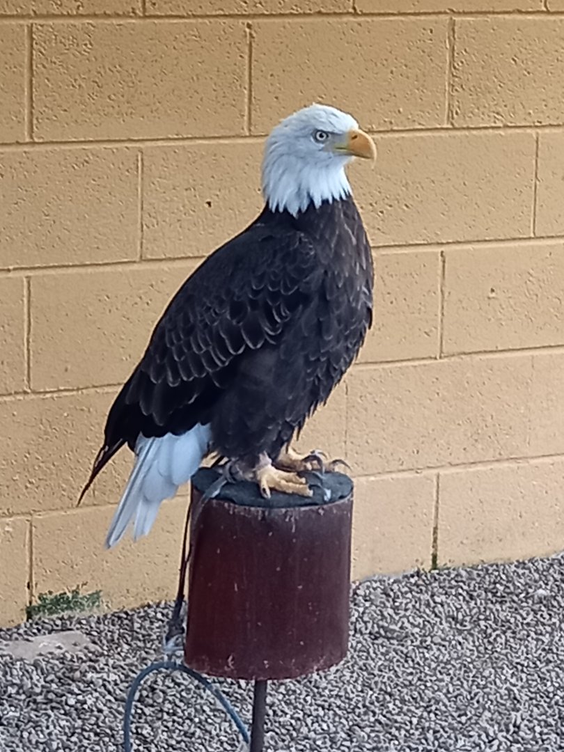 Bald Eagle