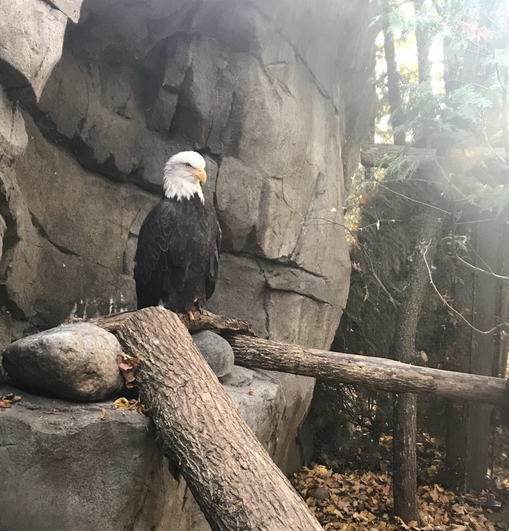 Bald Eagle