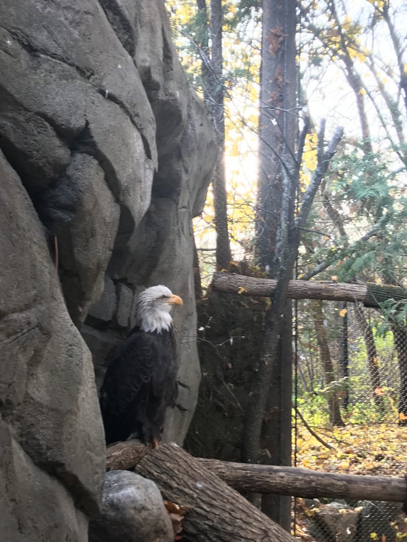 Bald Eagle