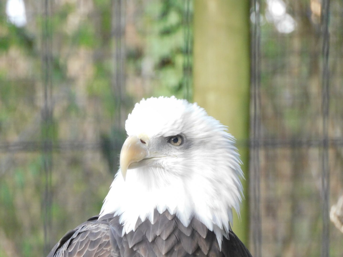 Bald eagle