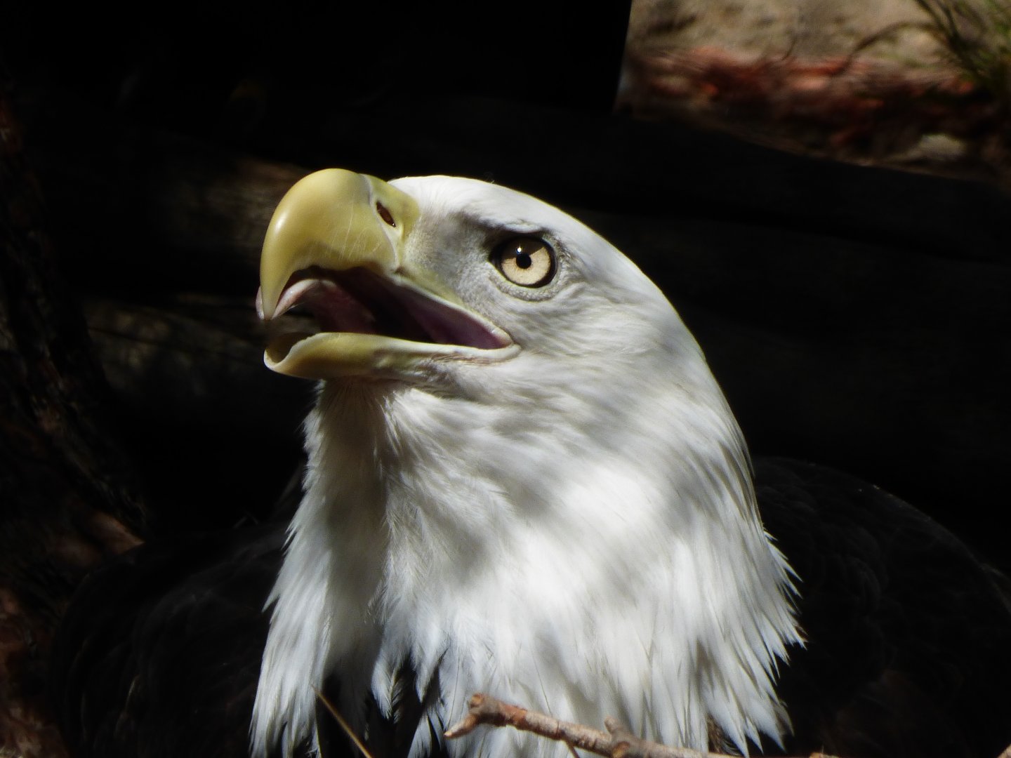 Bald eagle