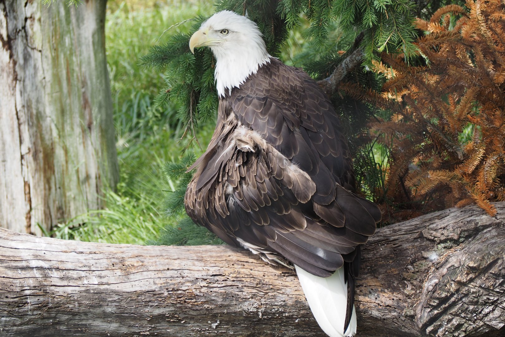 Bald eagle