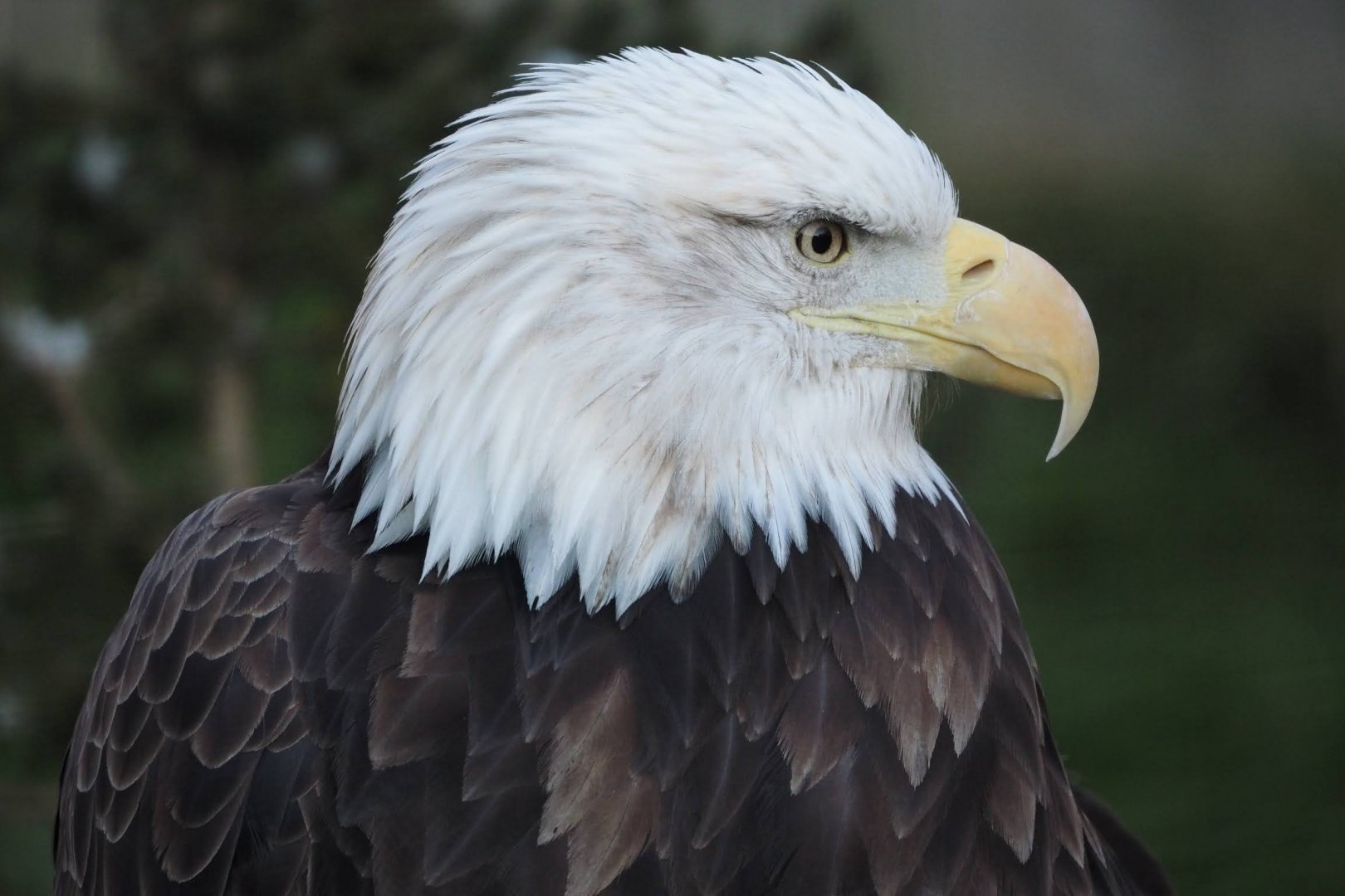 Bald eagle