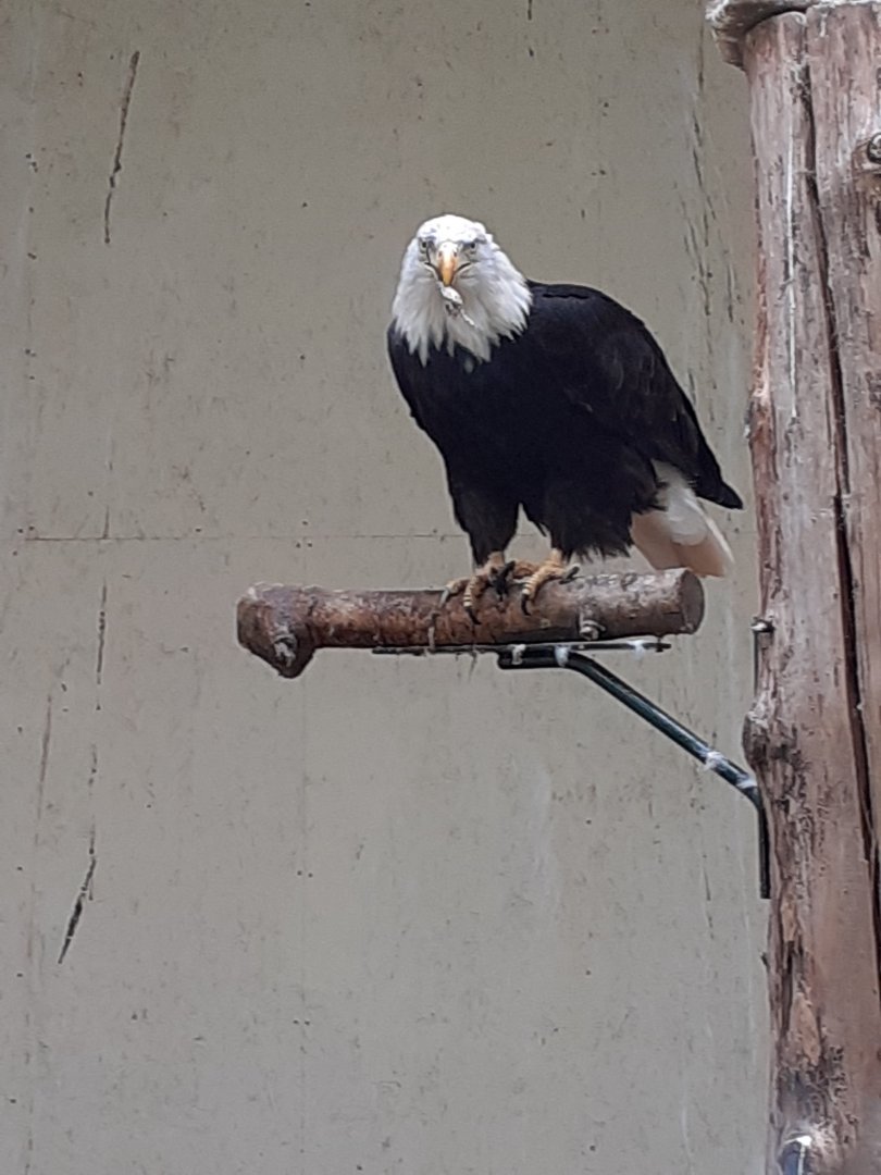 Bald eagle
