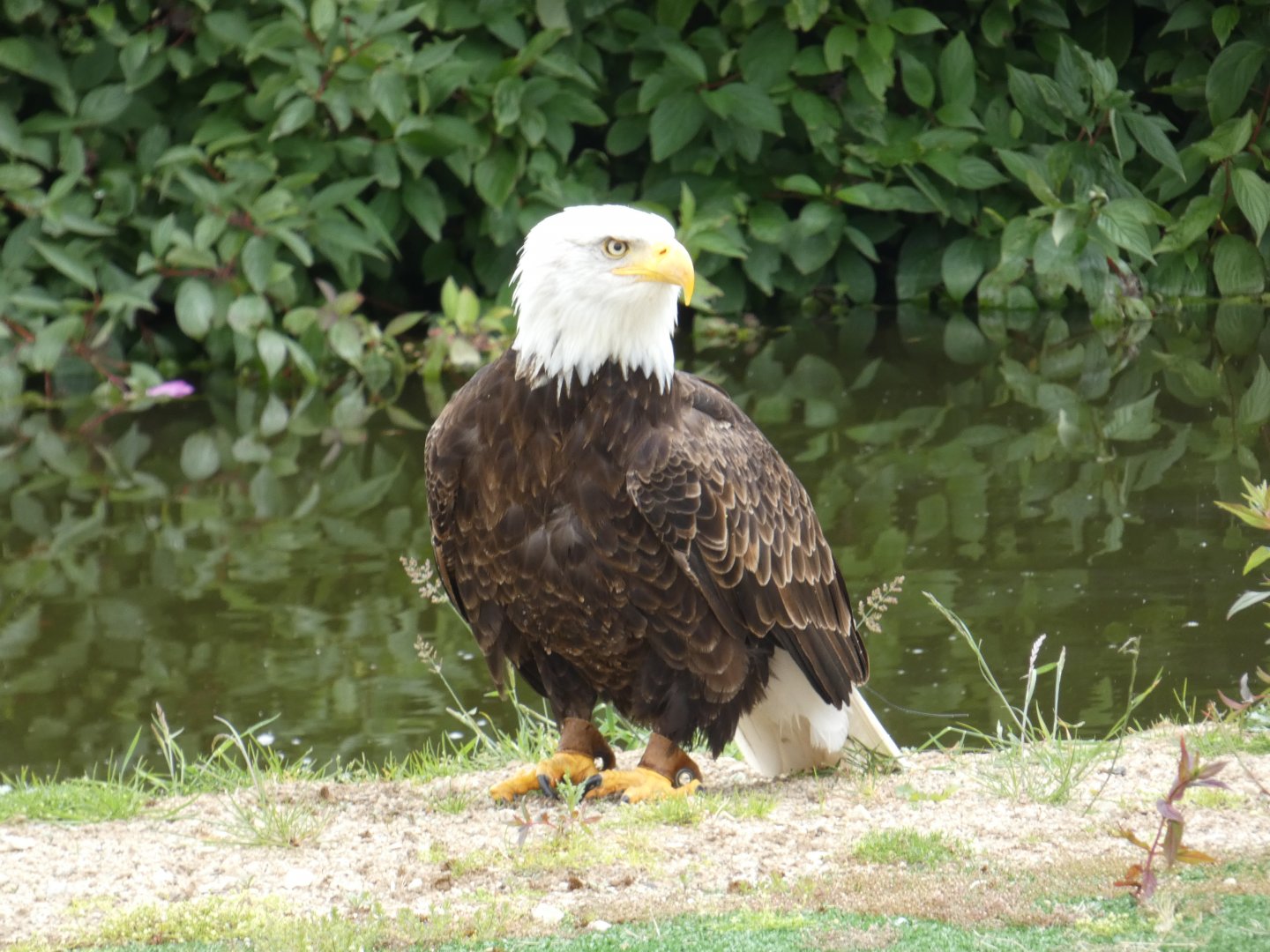 Bald eagle