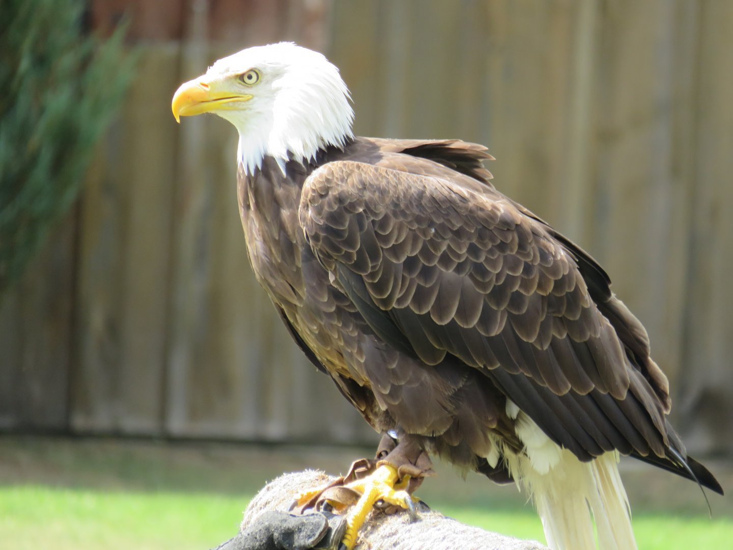 Bald eagle