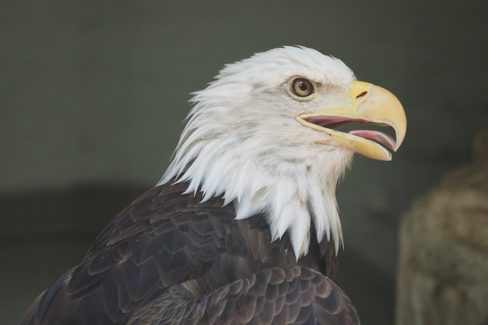 Bald eagle