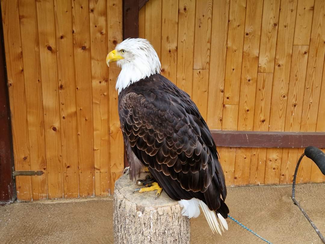 Bald eagle