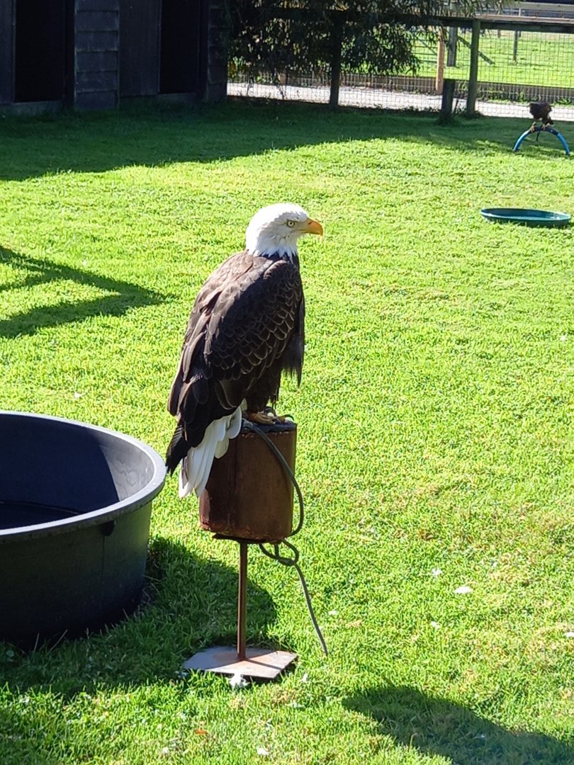 Bald Eagle