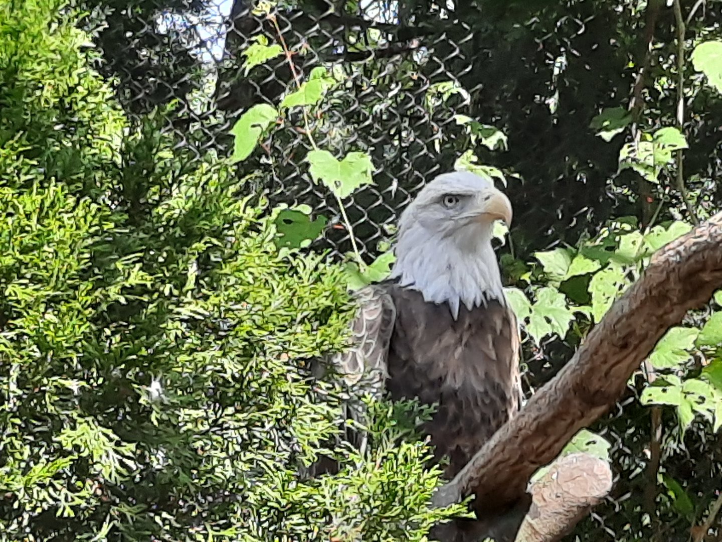 Bald Eagle