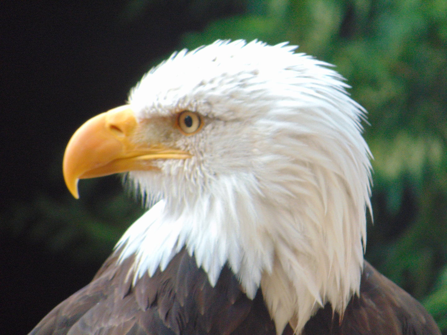 Bald Eagle