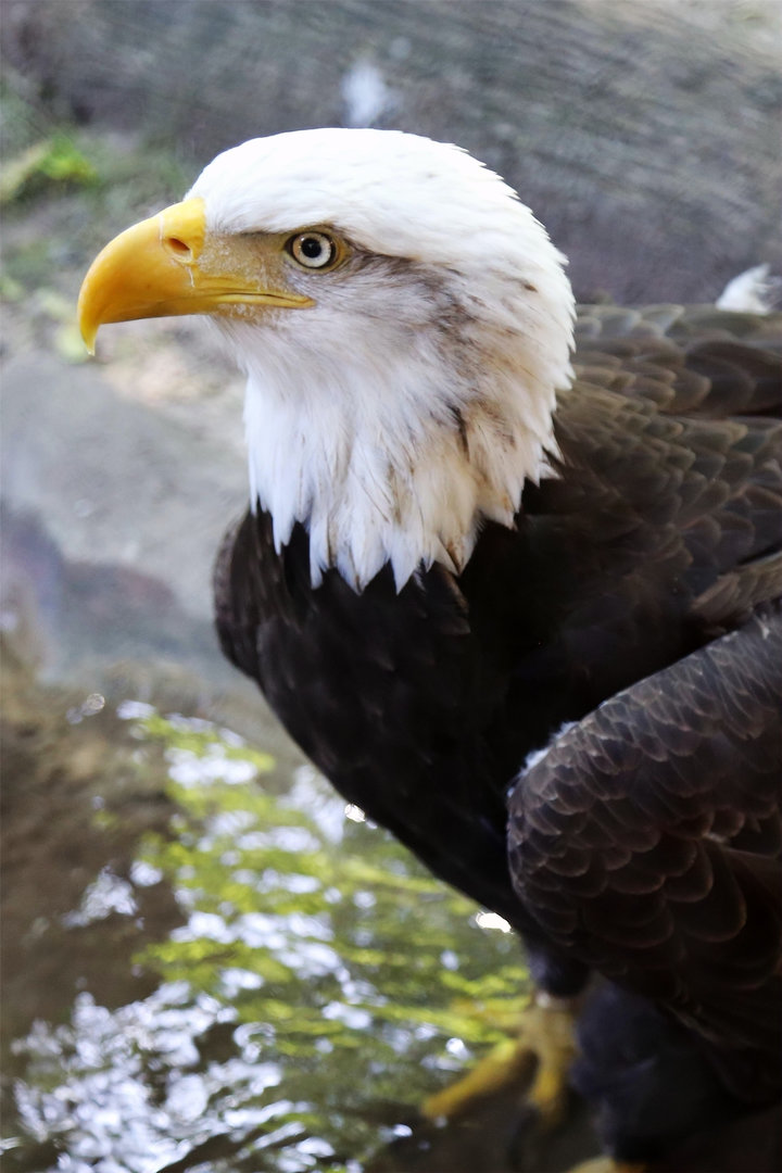 Bald Eagle