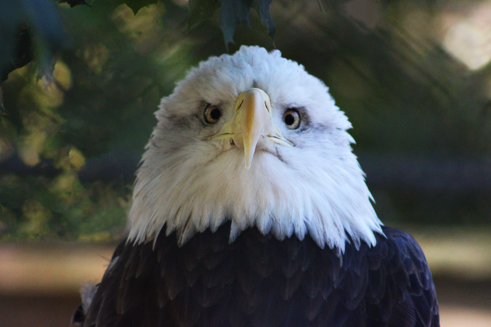 Bald Eagle