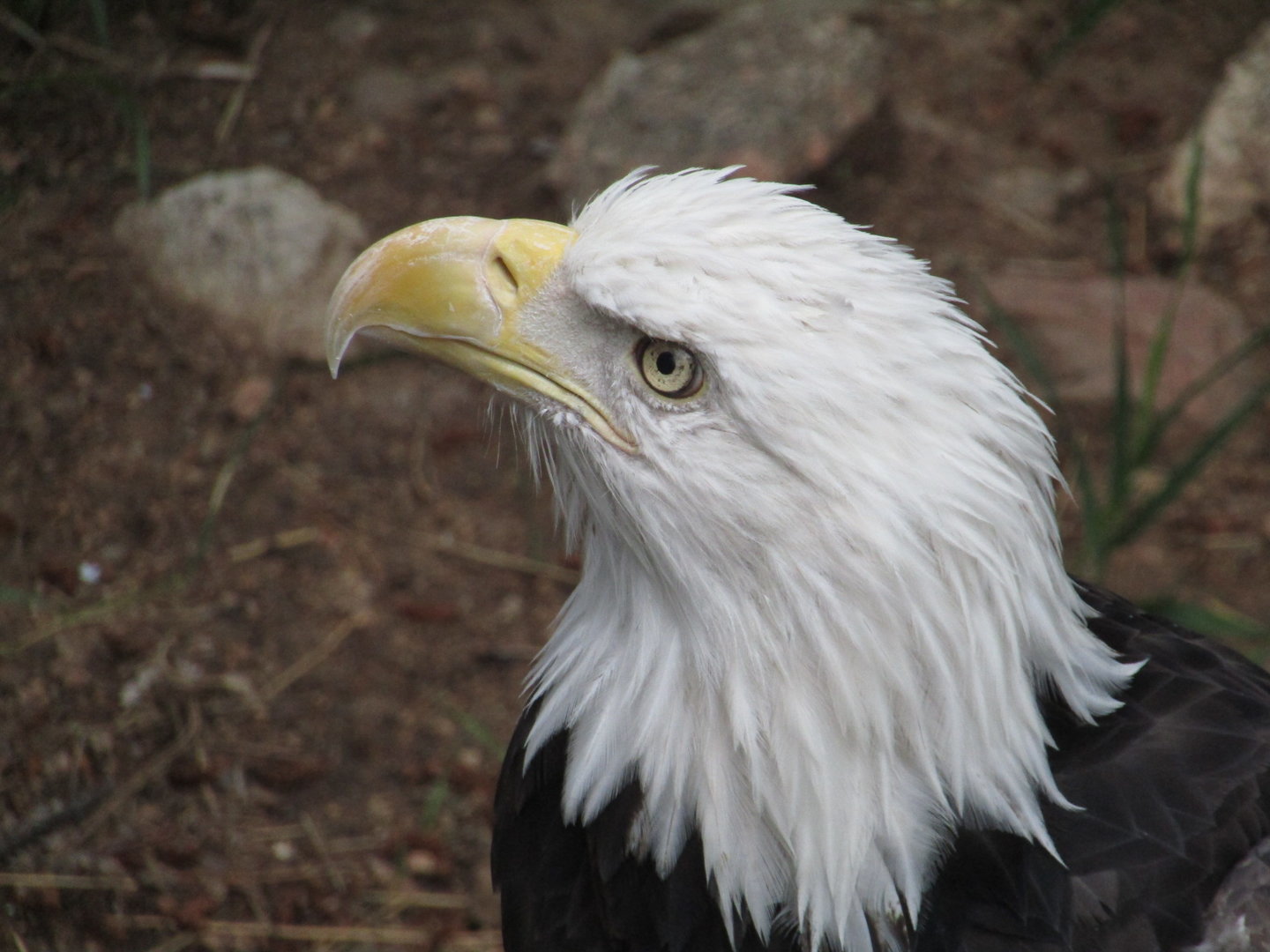 Bald Eagle