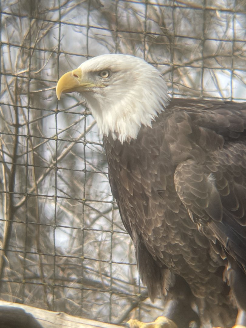 Bald Eagle