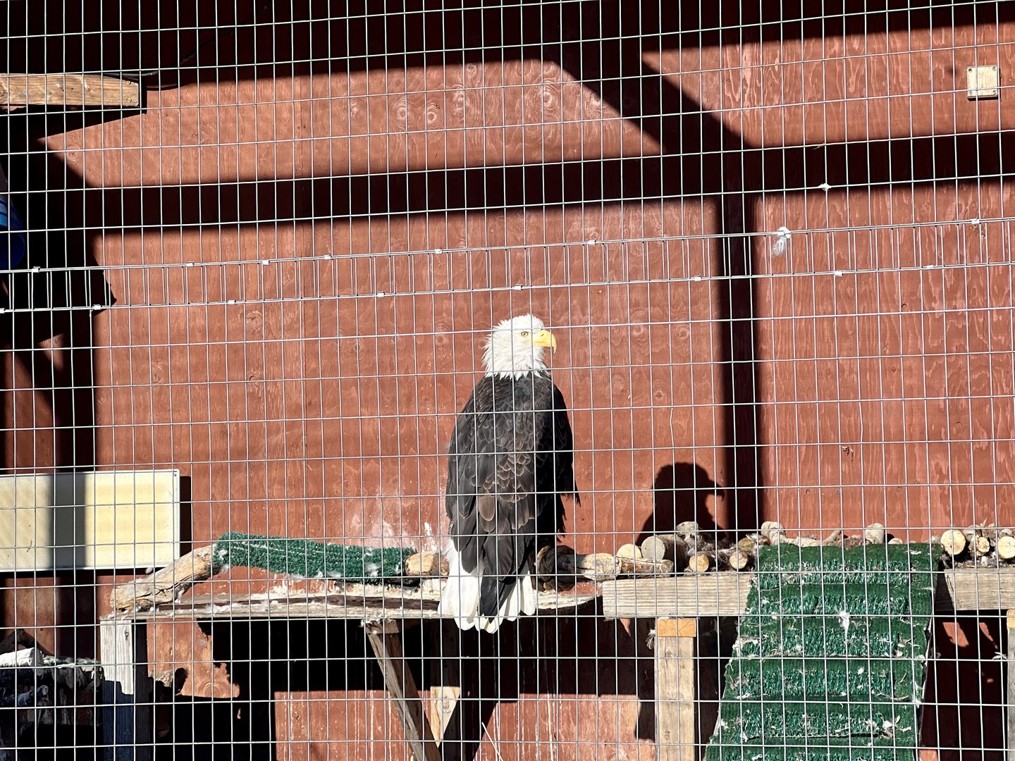 Bald Eagle