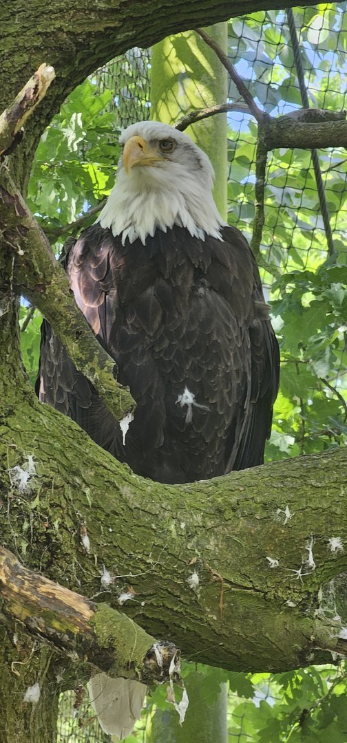 Bald eagle