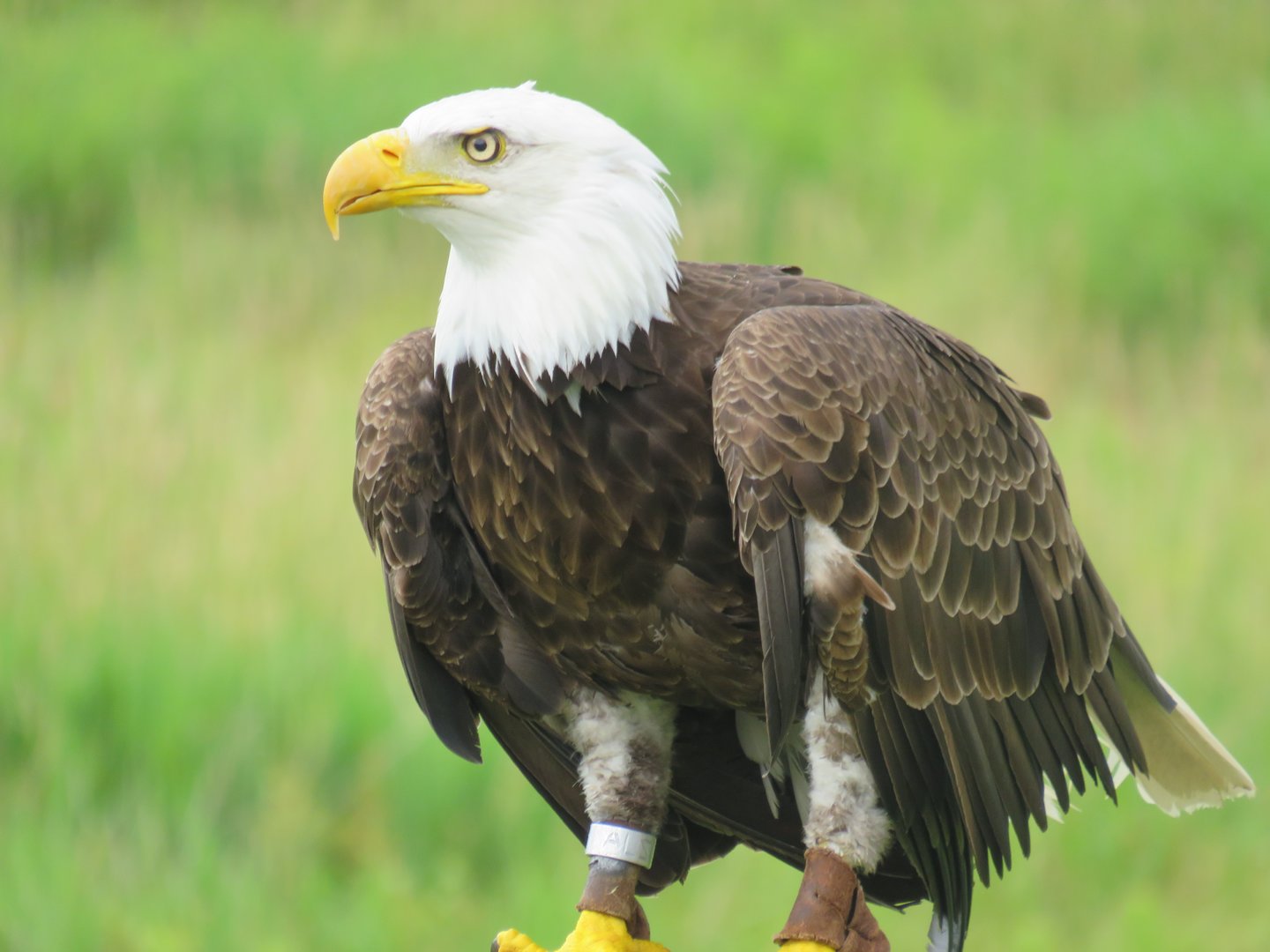 Bald eagle