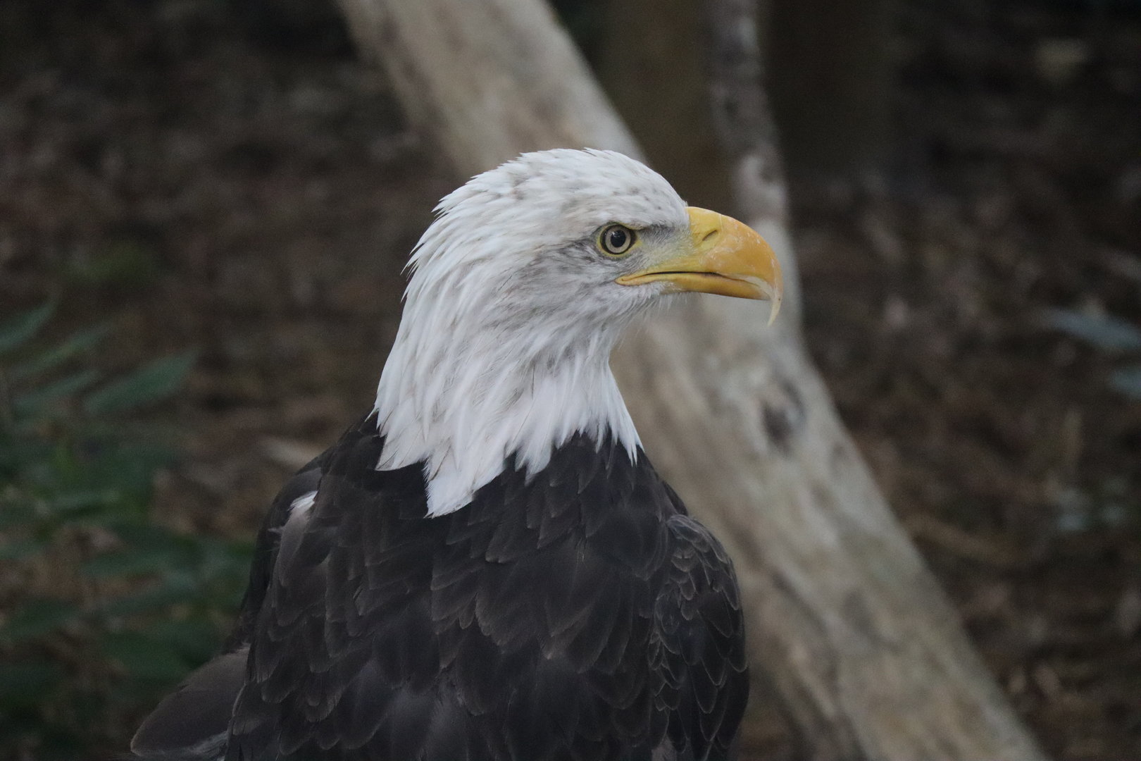 Bald Eagle