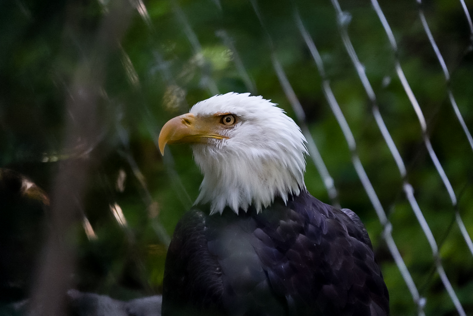 Bald Eagle