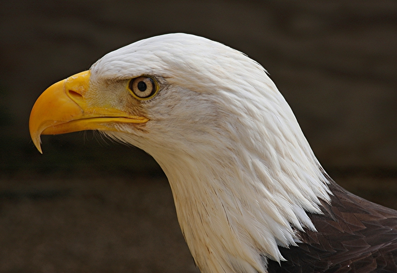 Bald Eagle.