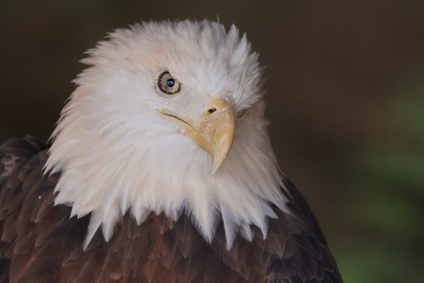 Bald Eagle