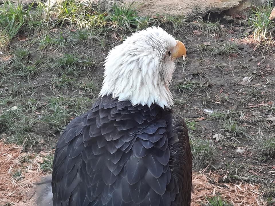 Bald Eagle