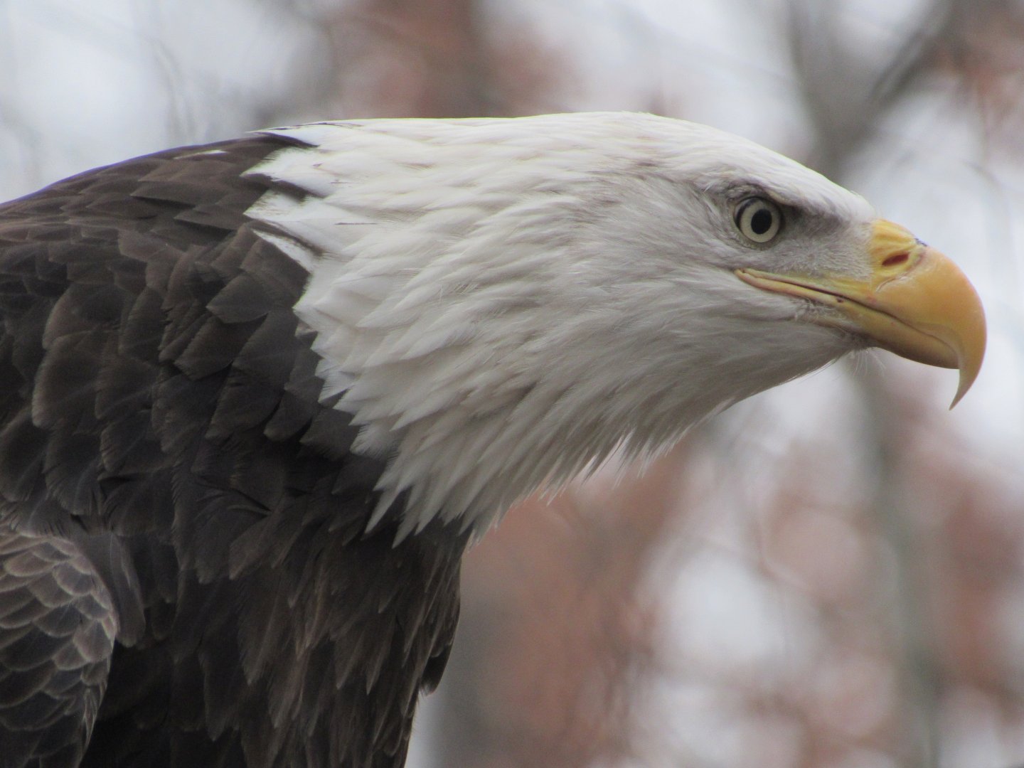 Bald Eagle