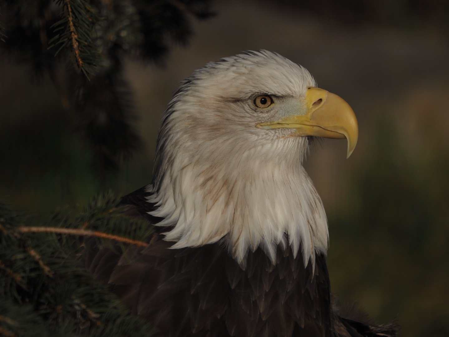 Bald Eagle